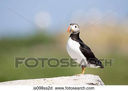 Stock Image - Atlantic puffin, Farne Islands. Fotosearch