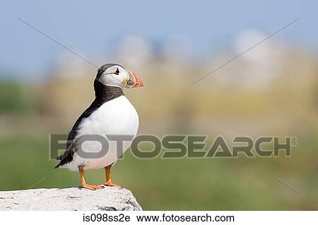 Atlantic puffin, Farne Islands View Large Photo Image Stock Image - Atlantic puffin, Farne Islands. Fotosearch