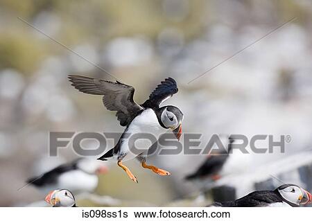 Atlantic puffin, Farne Islands View Large Photo Image Stock Photograph - Atlantic puffin, Farne Islands. Fotosearch