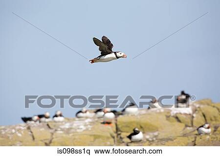 Atlantic puffin, Farne Islands View Large Photo Image Stock Photography - Atlantic puffin, Farne Islands. Fotosearch