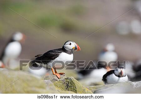 Atlantic puffin, Farne Islands View Large Photo Image Stock Photography - Atlantic puffin, Farne Islands. Fotosearch