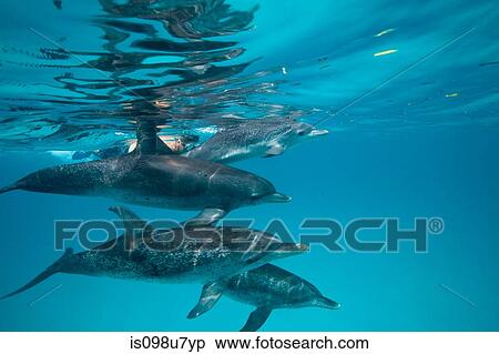 Stock Photography - Atlantic Spotted Dolphin.. Fotosearch
