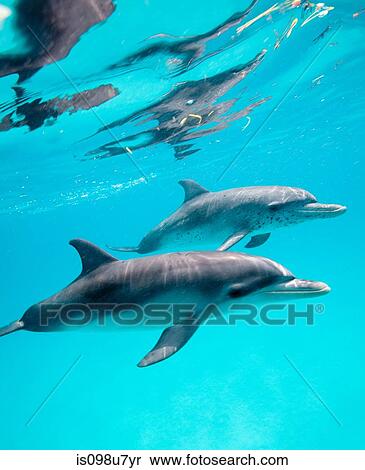 Atlantic Spotted Dolphin. View Large Photo Image Stock Photography - Atlantic Spotted Dolphin.. Fotosearch