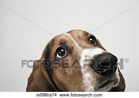 Basset hound looking up View Large Photo Image Picture - Basset hound looking up. Fotosearch