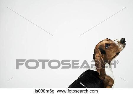 Stock Image - Basset hound. Fotosearch