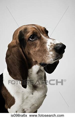 Stock Photo - Basset hound. Fotosearch