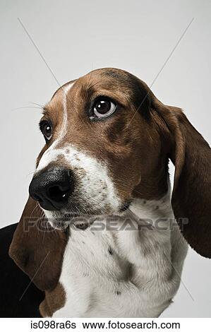 Basset hound View Large Photo Image Stock Photograph - Basset hound. Fotosearch