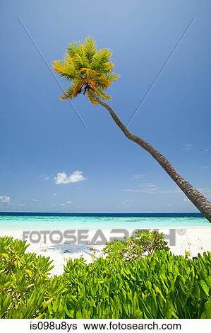 Stock Photograph - Baughagello Island, South Huvadhu Atoll, Maldives. Fotosearch
