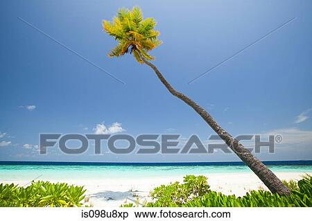 Baughagello Island, South Huvadhu Atoll, Maldives View Large Photo Image Stock Photography - Baughagello Island, South Huvadhu Atoll, Maldives. Fotosearch