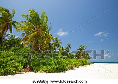 Baughagello Island, South Huvadu Atoll, Maldives View Large Photo Image Stock Image - Baughagello Island, South Huvadu Atoll, Maldives. Fotosearch