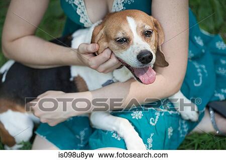 Beagle sitting on owner's lap View Large Photo Image Stock Photo - Beagle sitting on owner's lap. Fotosearch