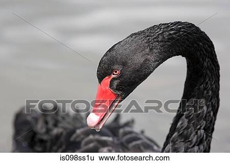 Black swan View Large Photo Image Stock Photograph - Black swan. Fotosearch