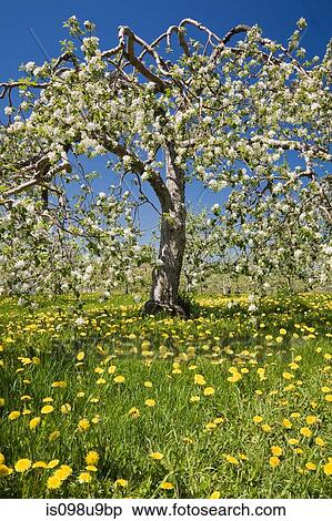 Blossom on apple tree View Large Photo Image Stock Photography - Blossom on apple tree. Fotosearch
