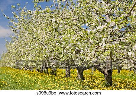 Blossom on apple trees View Large Photo Image Stock Photography - Blossom on apple trees. Fotosearch