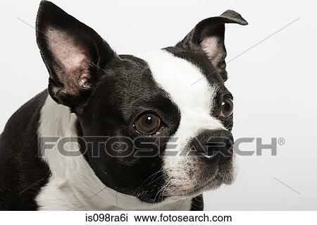 Boston terrier View Large Photo Image Stock Image - Boston terrier. Fotosearch