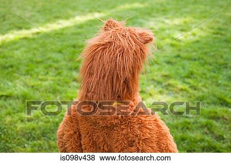 Stock Photo - Boy dressed up as bear. Fotosearch