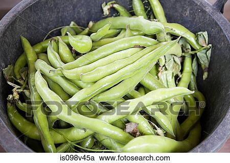 Bucket of fresh broad beans View Large Photo Image Stock Image - Bucket of fresh broad beans. Fotosearch
