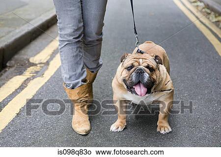 Bulldog and owner View Large Photo Image Picture - Bulldog and owner. Fotosearch
