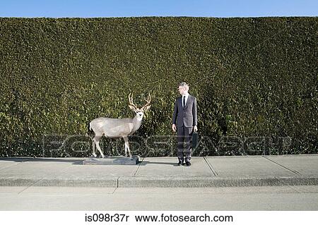 Businessman and deer in front of hedge View Large Photo Image Stock Photography - Businessman and deer in front of hedge. Fotosearch