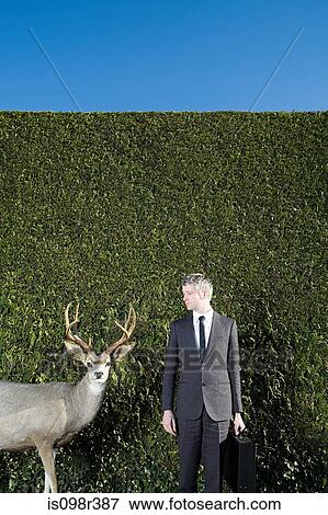 Stock Photo - Businessman looking at deer. Fotosearch