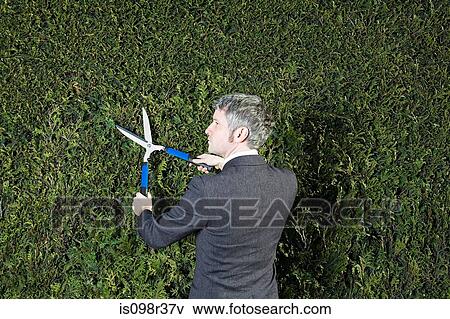 Businessman trimming hedge View Large Photo Image Stock Photo - Businessman trimming hedge. Fotosearch