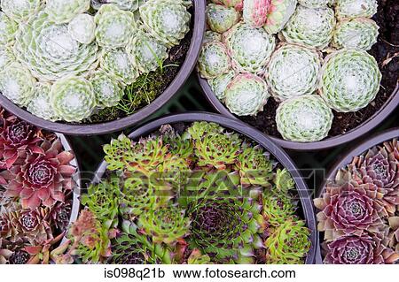 Cacti View Large Photo Image Stock Image - Cacti. Fotosearch