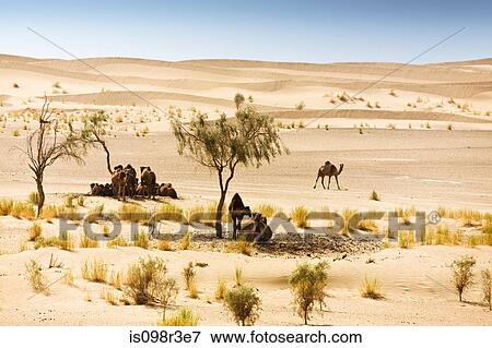 Stock Photo - Camels sheltering under trees in desert. Fotosearch
