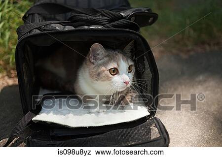 Cat in a pet carrier View Large Photo Image Stock Photo - Cat in a pet carrier. Fotosearch