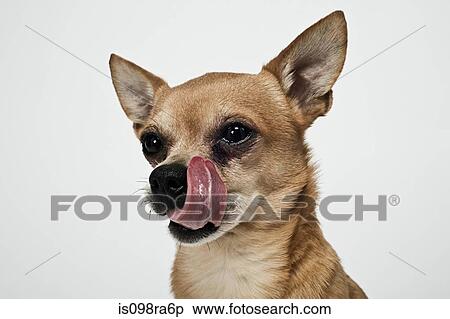 Chihuahua licking nose View Large Photo Image Stock Photography - Chihuahua licking nose. Fotosearch