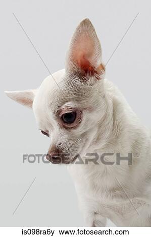 Chihuahua looking down View Large Photo Image Stock Photo - Chihuahua looking down. Fotosearch