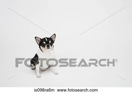 Chihuahua View Large Photo Image Picture - Chihuahua. Fotosearch