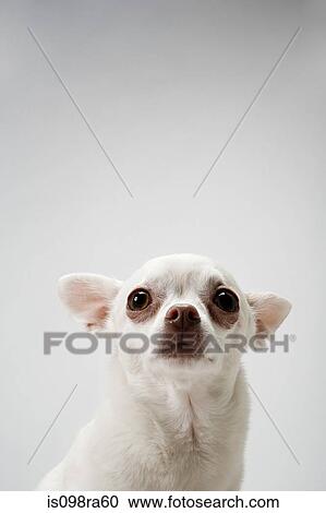 Chihuahua View Large Photo Image Stock Image - Chihuahua. Fotosearch
