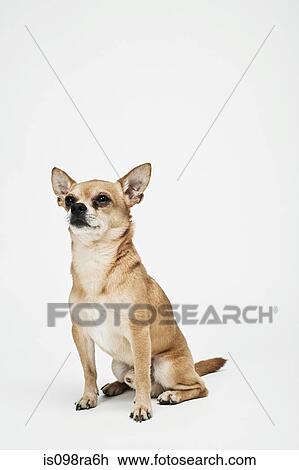 Stock Image - Chihuahua. Fotosearch