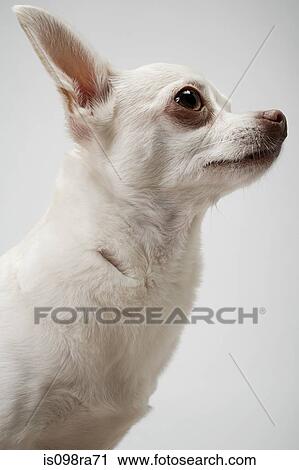 Stock Image - Chihuahua. Fotosearch