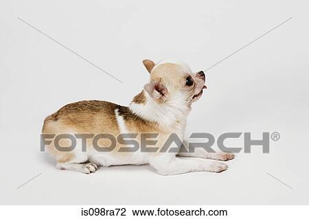 Chihuahua View Large Photo Image Stock Image - Chihuahua. Fotosearch