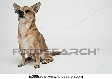 Chihuahua View Large Photo Image Stock Photo - Chihuahua. Fotosearch
