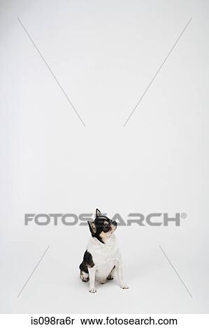 Chihuahua View Large Photo Image Stock Photography - Chihuahua. Fotosearch