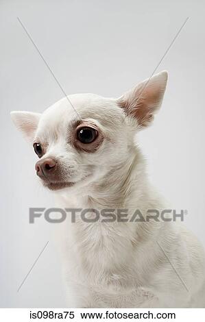 Chihuahua View Large Photo Image Stock Photography - Chihuahua. Fotosearch