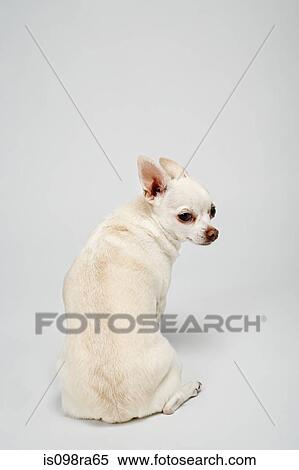 Chihuahua with back to camera View Large Photo Image Stock Photography - Chihuahua with back to camera. Fotosearch