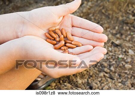 Child holding seeds View Large Photo Image Stock Photo - Child holding seeds. Fotosearch