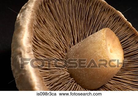Stock Image - Close up of edible mushroom. Fotosearch