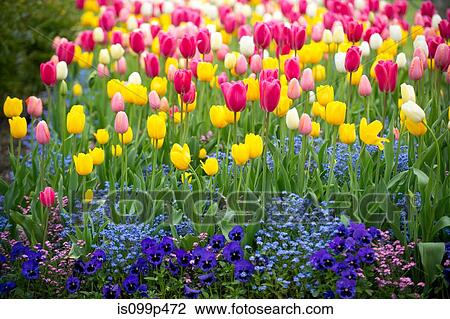 Colorful flowers View Large Photo Image Stock Image - Colorful flowers. Fotosearch