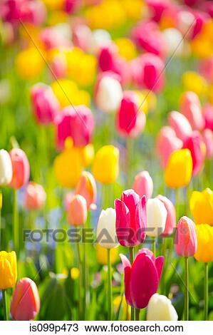 Colorful flowers View Large Photo Image Stock Image - Colorful flowers. Fotosearch
