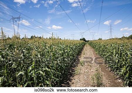 Corn field View Large Photo Image Stock Image - Corn field. Fotosearch