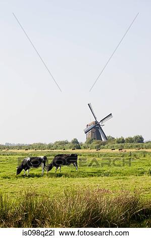 Cows and a windmill View Large Photo Image Stock Image - Cows and a windmill. Fotosearch
