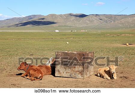 Cows resting in mongolian field View Large Photo Image Picture - Cows resting in mongolian field. Fotosearch