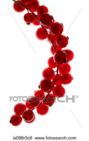 Cranberries on white background View Large Photo Image Stock Photograph - Cranberries on white background. Fotosearch