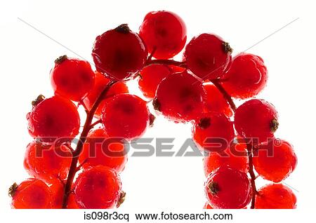 Cranberries on white background View Large Photo Image Stock Photography - Cranberries on white background. Fotosearch