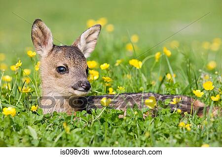 Cute fawn sitting on grass View Large Photo Image Stock Image - Cute fawn sitting on grass. Fotosearch