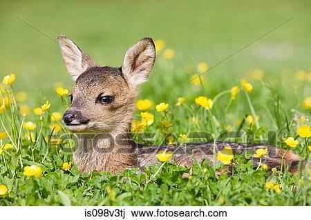 Cute fawn sitting on grass View Large Photo Image Stock Image - Cute fawn sitting on grass. Fotosearch